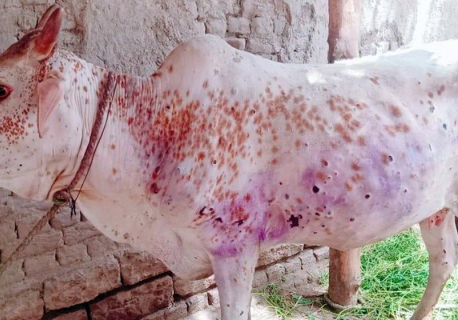 Over 18,000 cows from Bagmati Province infected with lumpy skin disease