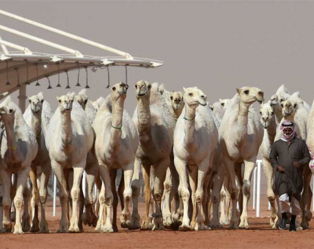 Camel botox in Saudi Arabia beauty pageant