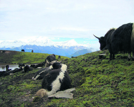 Yak rearing source of income for community schools