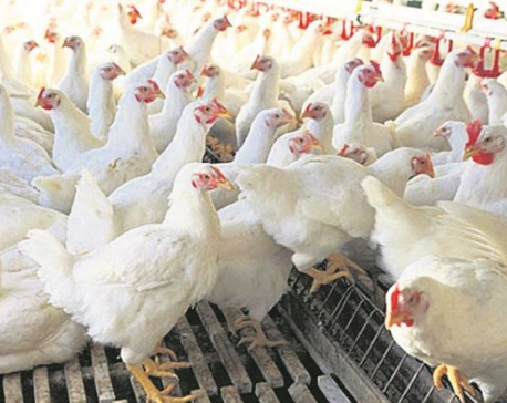 Chicken price rises to Rs 360 per kg