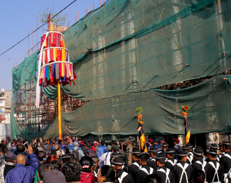 Chir erected at Basantapur to mark beginning of Holi
