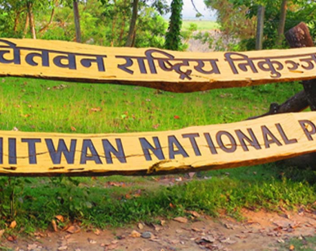 Chitwan National Park rescues six tigers this year