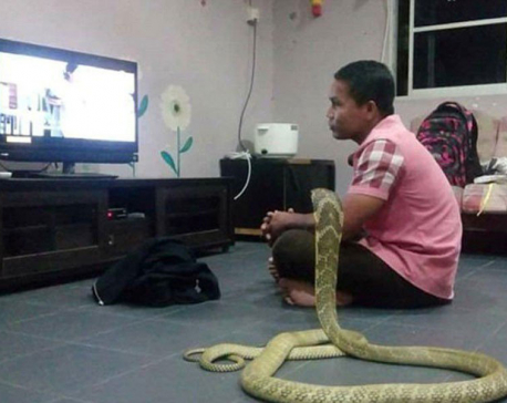 Thai man marries cobra he thinks is his dead girlfriend