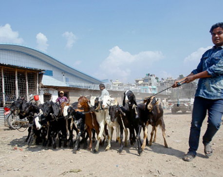 Food Management and Trading Company begins goat sales for Dashain