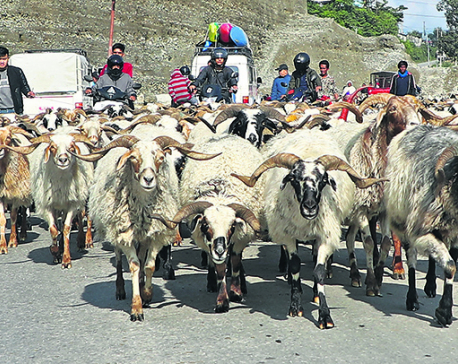 Mountain goats: Meat lovers’ choice for Dashain