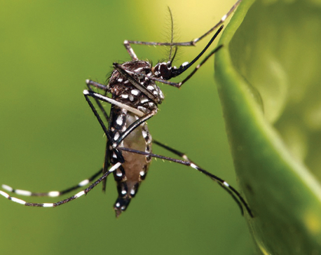 Dengue spreads to all but one district of Gandaki province