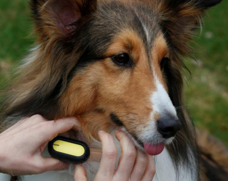 Wearable tech latest must-have for China’s proud pet owners
