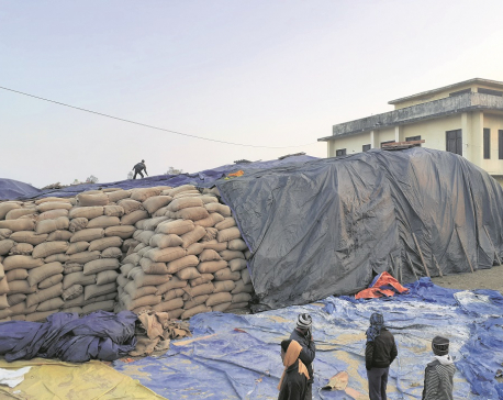 Government to buy 5,000 quintals more paddy in Nepalgunj