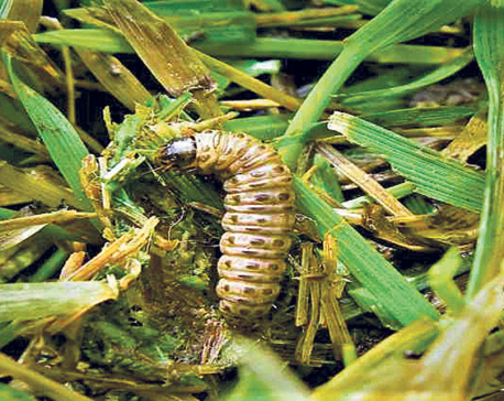 How to combat Fall Armyworm?