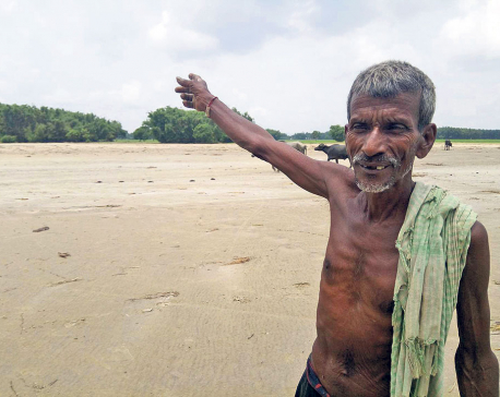 Paddy crop in 10,000 hectares damaged in Saptari