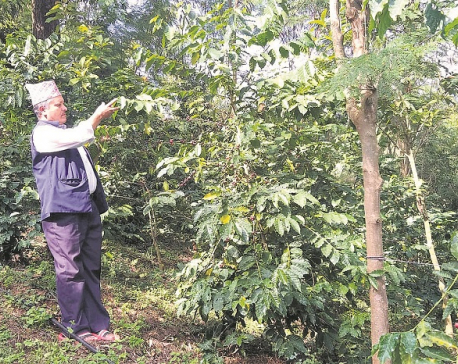 Palpa coffee farmers demand government support for boosting growth