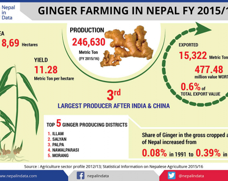 GINGER FARMING IN NEPAL IN FY 2015/16