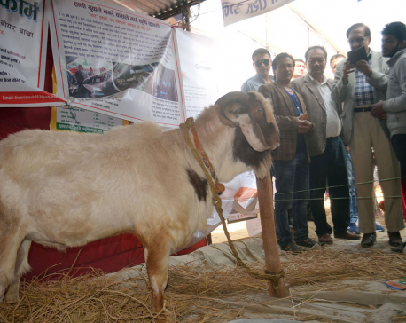 Male goat worth Rs 300,000 showcased at Nuwakot Mahotsav