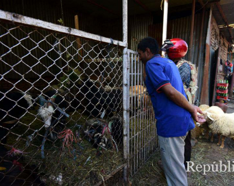 PHOTOS: Kathmandu’s goat market has fewer buyers this Dashain