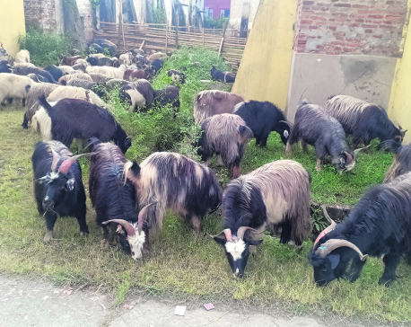 FMTC starts selling goats for Dashain at concessional price