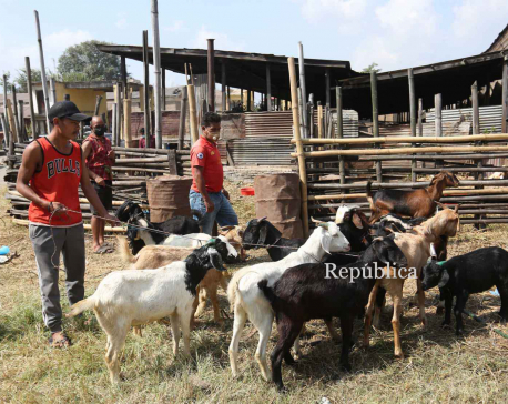 FMTC selling goats for Dashain at Rs 550 per kg