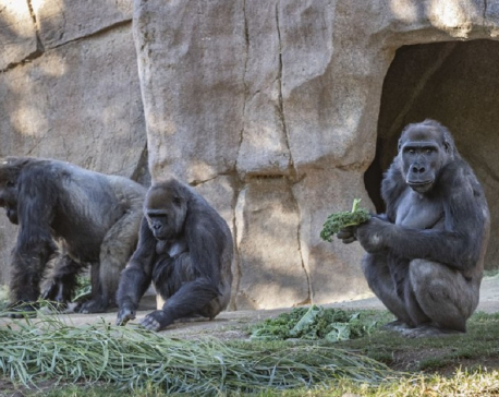 Gorillas test positive for coronavirus at San Diego park