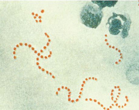 Risk of Group A Streptococcus yet to be determined in Nepal: EDCD