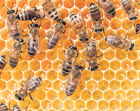 High pesticide use pushing beekeeping toward extinction