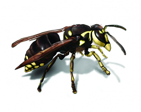 One dies from hornet sting; two injured