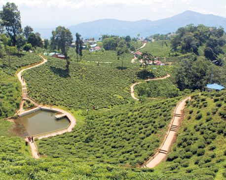 Lack of conservation area for rare tea plant