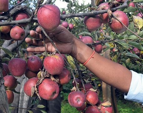 Jumla local levels restrict apple picking as buyers flock gardens in early season
