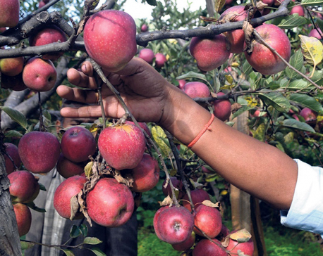 Apple farming in Karnali paving way for prosperity