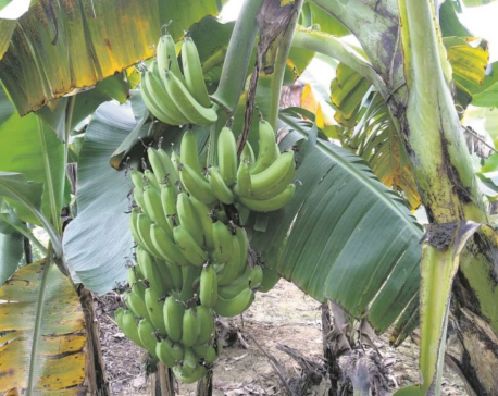 Commercial banana farming more profitable than vegetables