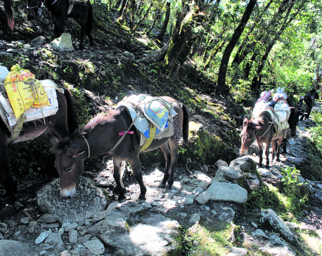 Mules still only means of transportation in rural Dhading