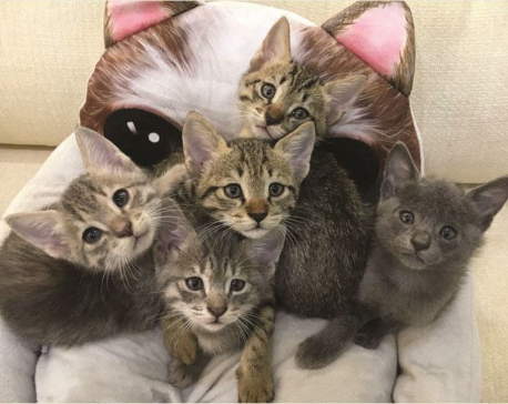 Giving newly-born kittens a home