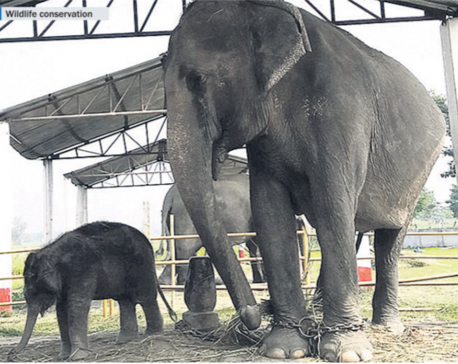 Koshi Tappu Wildlife Reserve gets a new elephant calf, officials cautiously optimistic of its survival