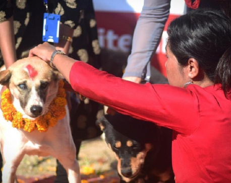 Kukur Tihar, the festival of dogs, being celebrated (with photos)