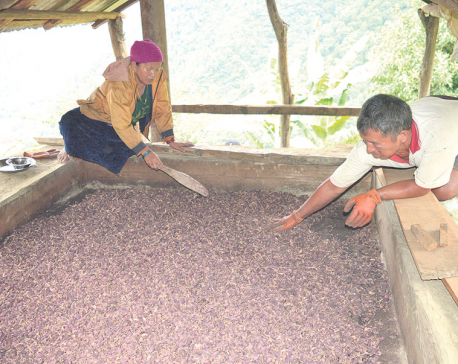 Cardamom farmers’ incomes fall by Rs 80 million