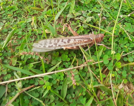 Authorities warn another locust swarm  may enter Nepal