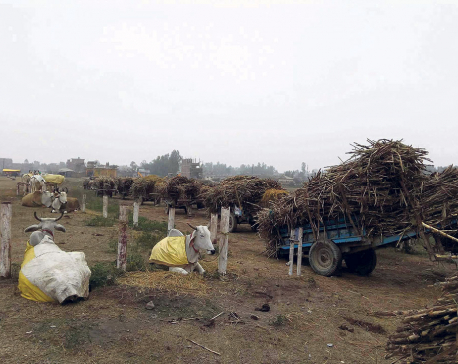 Shree Ram Sugar Mills owes farmers Rs 400m