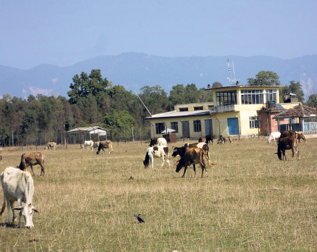 Airport turns into grazing ground for cattle