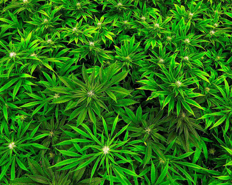 MPs seek marijuana legalization