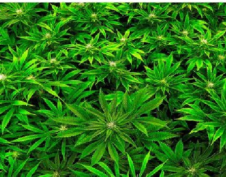 How will Nepal handle marijuana cultivation?