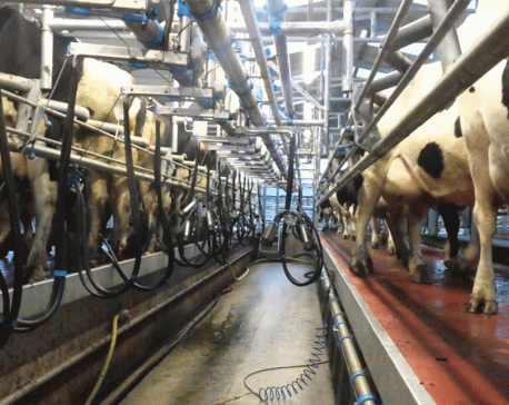 Dairy farmers start using milking parlour