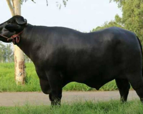 Murrah buffalo bulls to be used for crossbreeding on 100,000 buffaloes