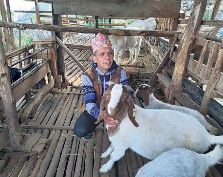 Myagdi goat farmer earning Rs 2 million annually