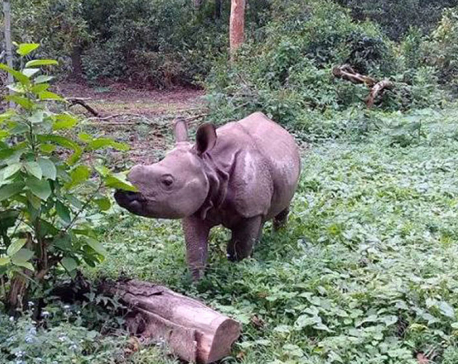 CNP prepares to send Sauraha's rhino calf to China