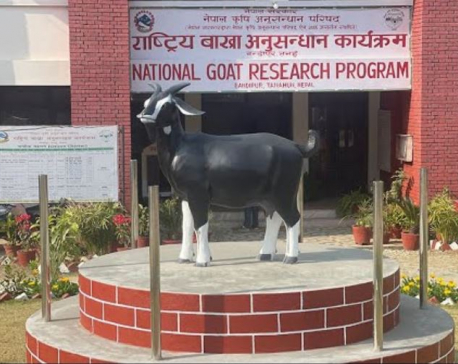 National Goat Research Program exports improved breed to 54 districts