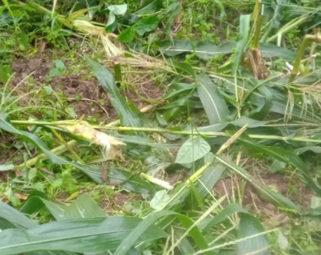 Farmers in Dailekh battle sleepless nights to protect maize crops from rampaging wild boars and monkeys