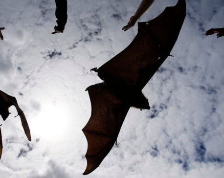Bat-borne Nipah virus outbreak kills nine in India