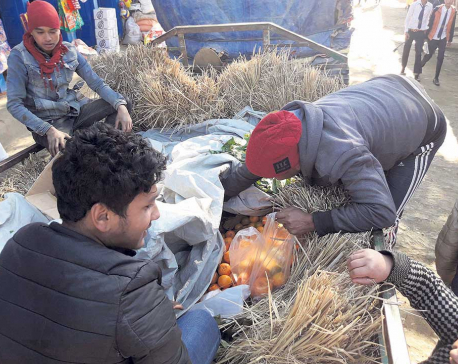 Orange production plummets by 20 percent in Khotang