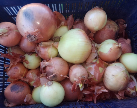 Onion being sold at Rs 300 per kilo in Jumla