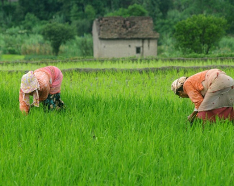 At least 15 pc of BFIs’ lending has to be in agriculture in next three years: NRB