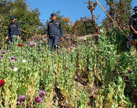 Police destroy opium planted on 329 ropanis of land