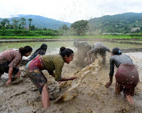 National Paddy Day being observed across Nepal